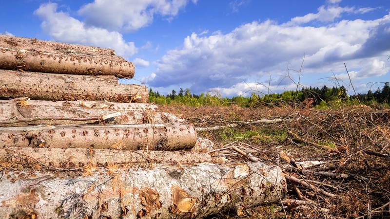 Stromy napadené kůrovcem.