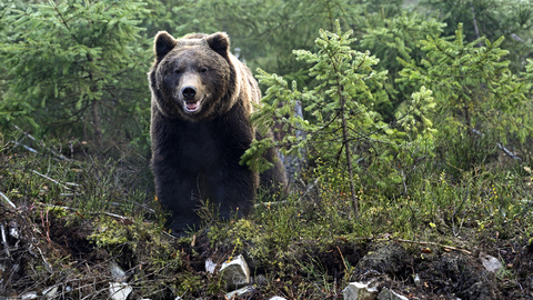 Medvěd hnedý.