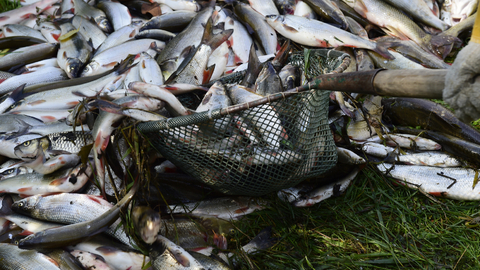 Likvidace uhynulých ryb po ekologické havárii na řece Bečvě. 