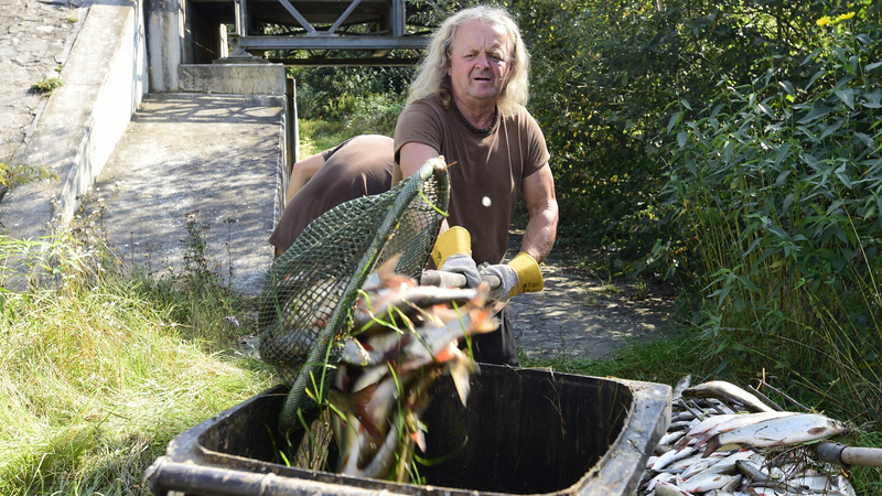 Likvidace uhynulých ryb po ekologické havárii na řece Bečvě. 