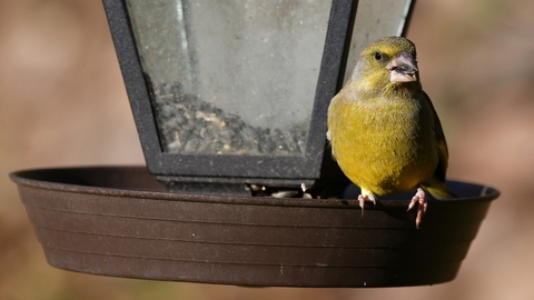 Pták roku 2022 zvonek zelený.