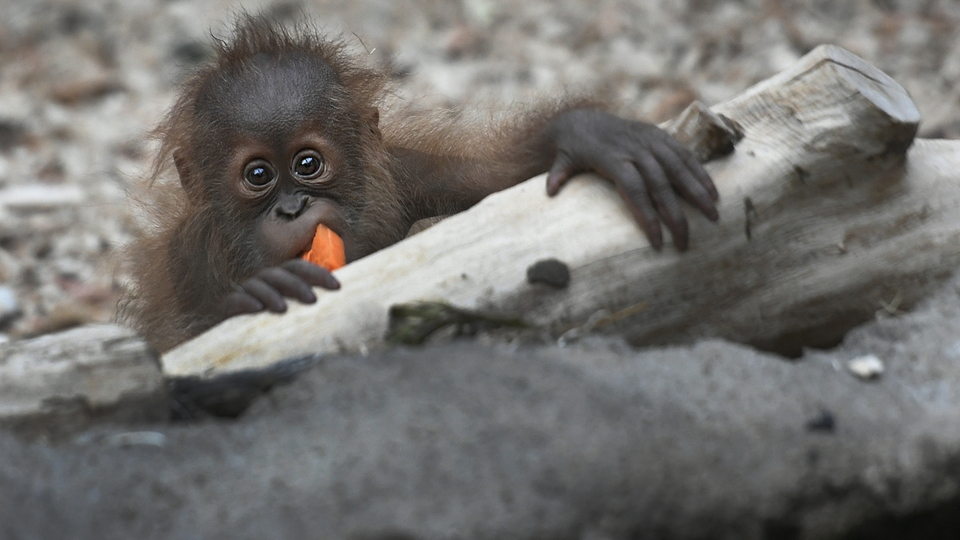 Sameček orangutana Kawi v pražské zoologické zahradě.