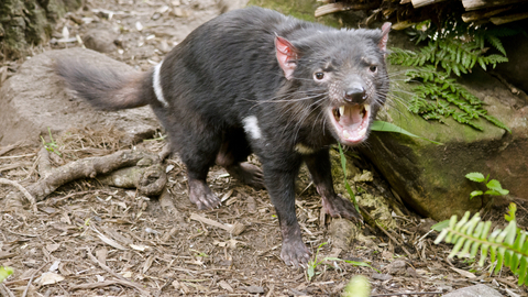 Ďábel medvědovitý (ilustrační foto).