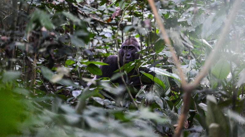 Gorilí samec pozoruje členy české výzkumné expedice Dzamba Ya Lobi (Prales zítřka) jen pár desítek metrů od jejich tábora v oblasti Messok-Dja na snímku z 27. února 2022, Konžská republika.