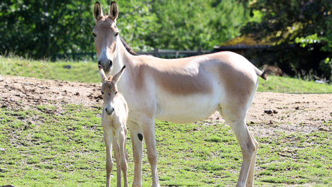 Mládě vzácného divokého turkmenského osla kulana ve výběhu u své matky, 8. června 2022 v Zoo Plzeň.