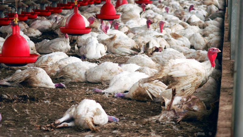 Drůbež nakažená ptačí chřipkou (ilustrační foto).