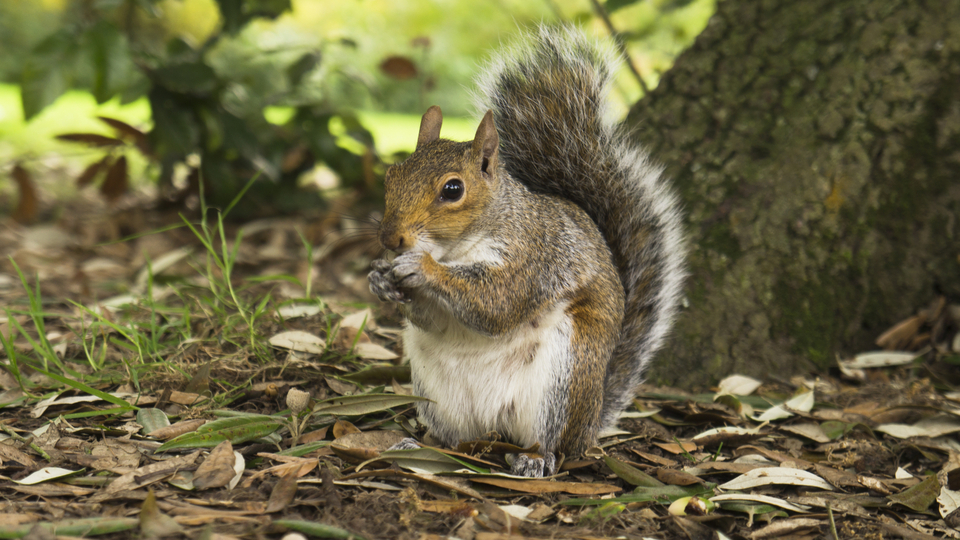 Veverka popelavá, šedá, karolinská, Sciurus carolinensis, v Královské botanické zahradě (Kew Gardens), Londýn.