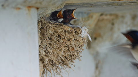 Hnízdo vlaštovky (ilustrační foto).