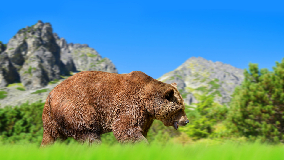Medvěd hnědý ve slovenské krajině (ilustrační foto).