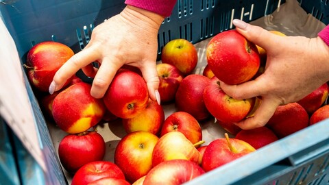 Prodavačka rovná v ovocnářské hale jablka na prodej ze sadu Zemědělského družstva Klapý, 14. února 2023, Litoměřicko.