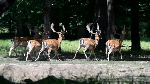V Česku vznikne nová chráněná krajinná oblast, stane se jí Soutok na Břeclavsku.