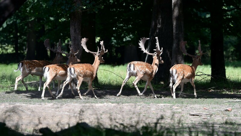 V Česku vznikne nová chráněná krajinná oblast, stane se jí Soutok na Břeclavsku.