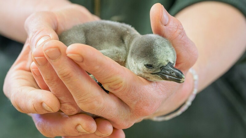 V pražské zoo se 3. března 2023 vylíhlo mládě tučňáka Humboldtova. Zahrada chová tučňáky Humboldtovy od začátku 60. let 20. století, malý tučňák se stal 135. mládětem tohoto druhu v její historii.