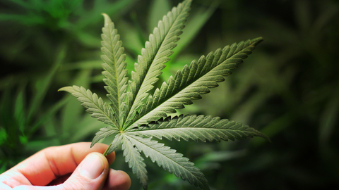 Tuna marihuany byla nalezena v Rakousku.