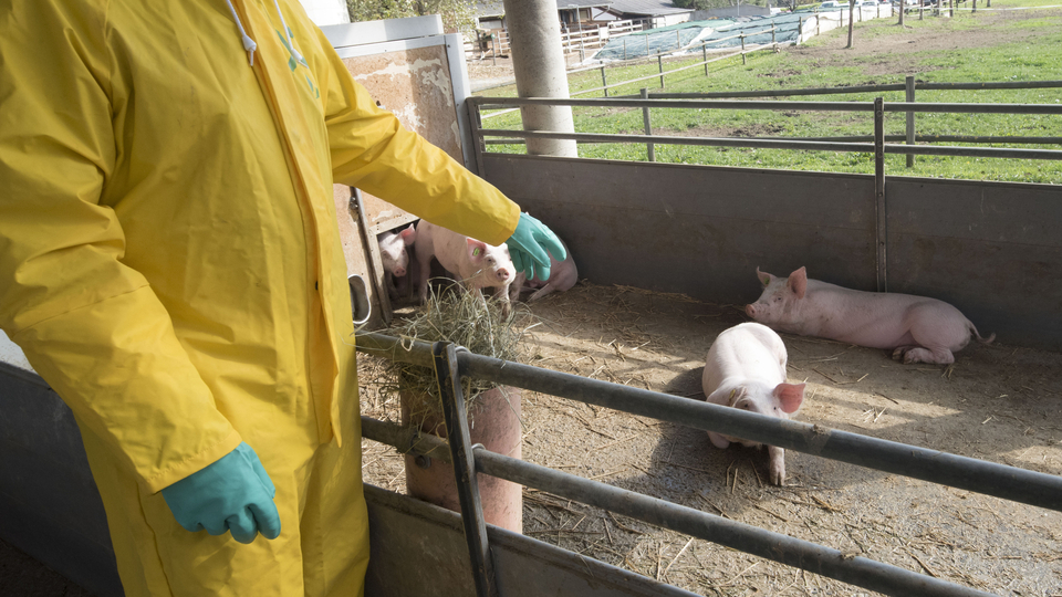 Panika na Liberecku: šíří se tam africký mor prasat
