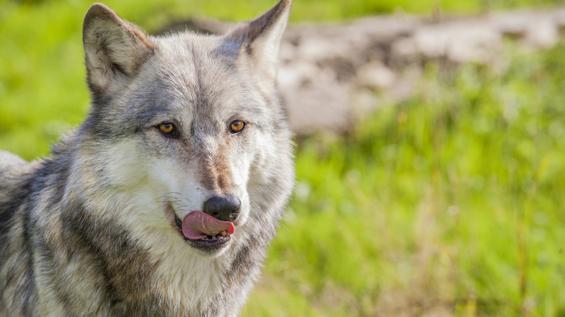 Na Šumavě běhá už 36 vlků