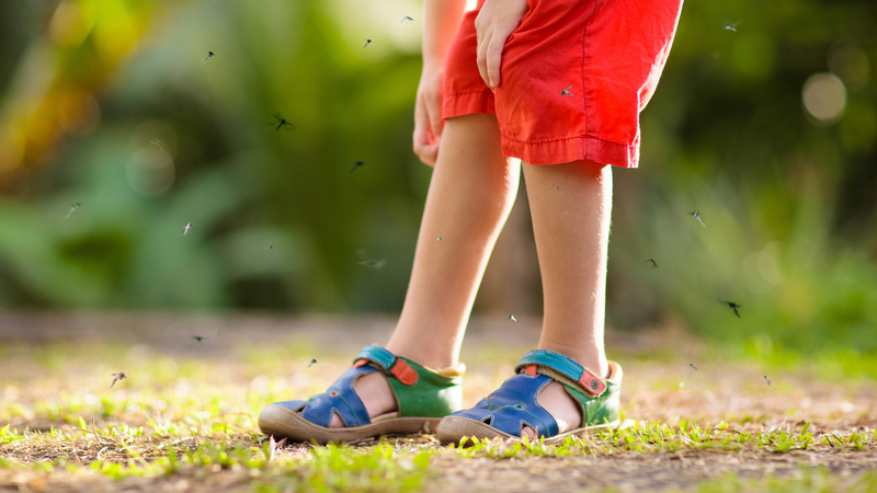 EU: Komáři šíří v Evropě zkázu