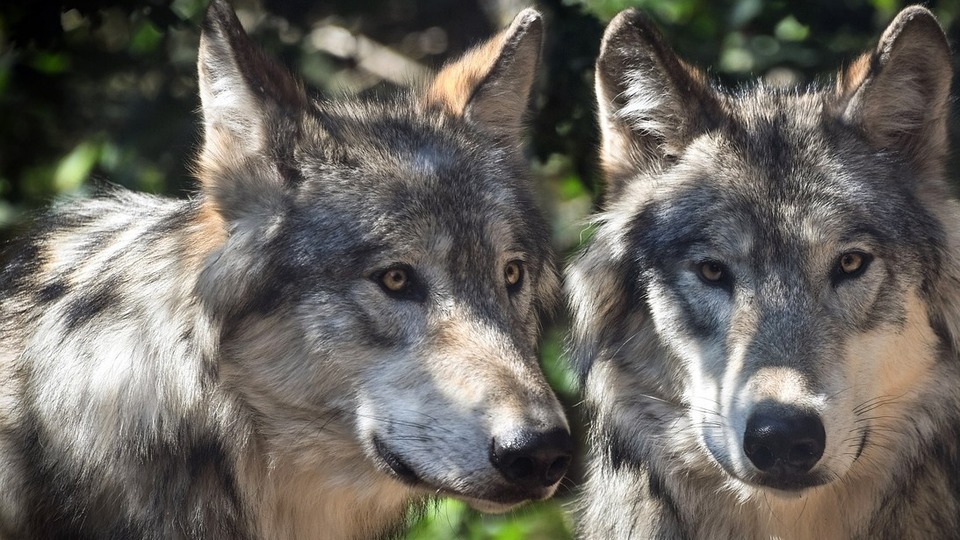 Žďárské vrchy a narození vlčat. Po 200 letech