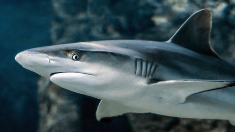 Může barva plavek přitahovat žraloky?