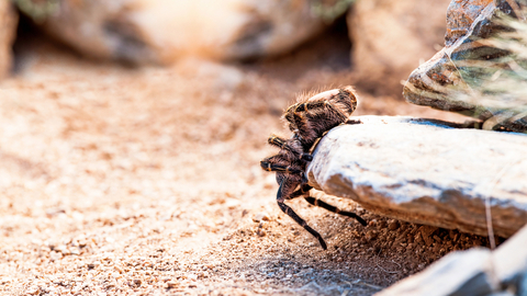 Obří samec sklípkance jedovatého, jednoho z nejjedovatějších pavouků na světě, bude pomáhat zachraňovat životy