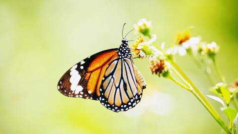Genomy motýlů a můr zůstaly po více než 250 milionů let z velké části nezměněné, uvedl list The Guardian