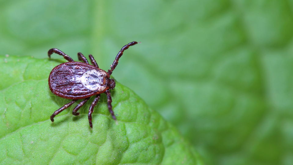 V městských parcích se podle českých vědců vyskytují klíšťata častěji než v lesích, každé čtvrté přenáší boreliózu