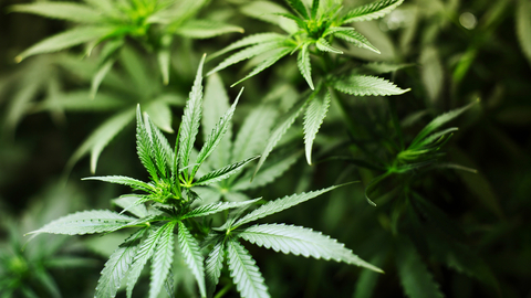 Spolková rada zastupující německé spolkové země rozhodne o budoucnosti legalizace konopí