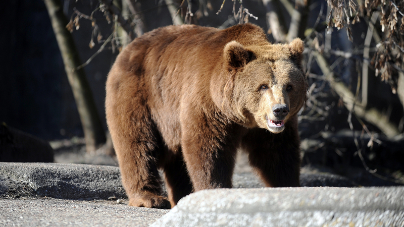 Na Slovensku byl v úterý zastřelen medvěd, který před více než týdnem zranil 5 lidí ve městě Liptovský Mikuláš