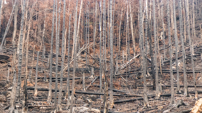 Ústecký krajský soud dnes prodloužil vazbu muži obviněnému ze založení požáru v Českém Švýcarsku
