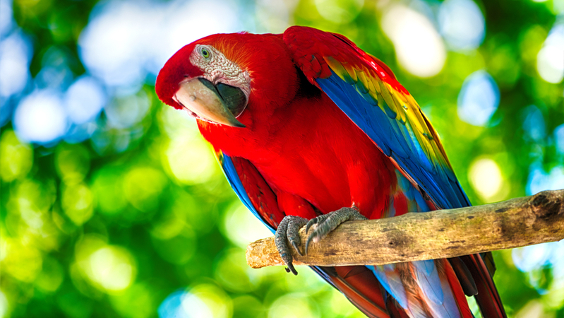 V Česku podle odborníků roste zájem o exotická zvířata