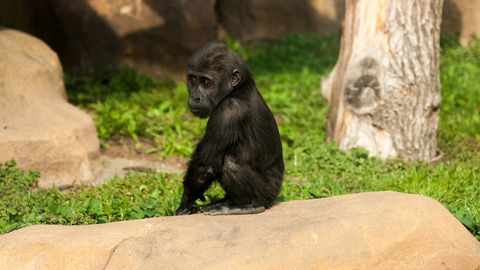 V pražské zoologické zahradě se v noci na dnešek narodilo mládě gorily nížinné