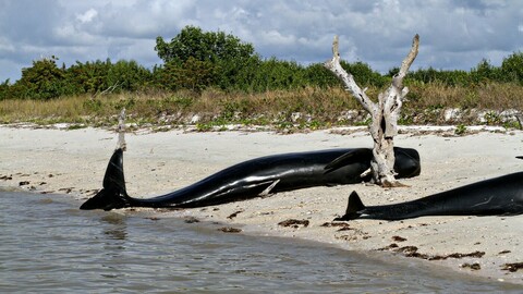 V jižní části státu Západní Austrálie uvízlo na mělčině asi 160 kulohlavců, 26 už uhynulo