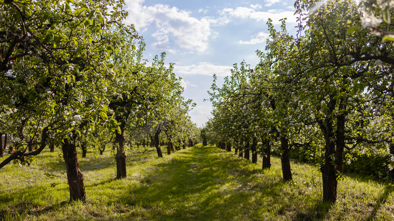 Škoda na úrodě ovoce kvůli mrazům přesáhne podle odhadů ovocnářů miliardu korun, stát jim pomůže