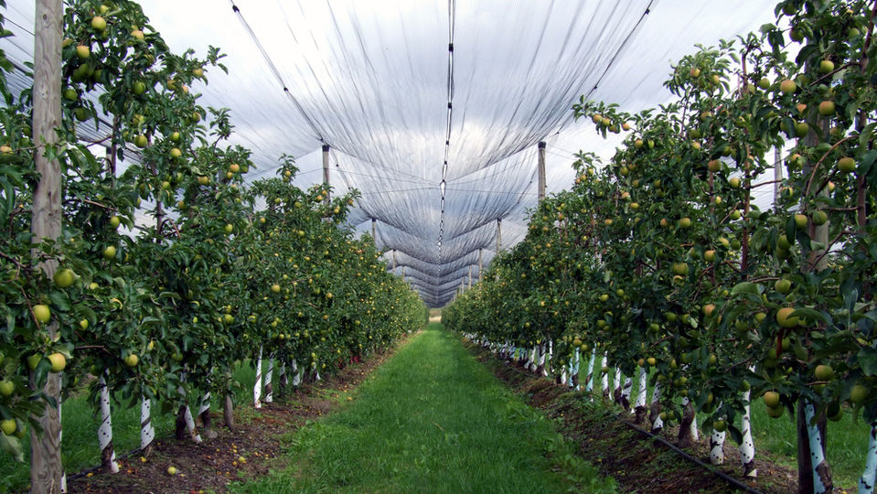 Dubnové mrazy poničily značnou část úrody ovoce i v Polsku, ovoce bude asi méně a bude dražší