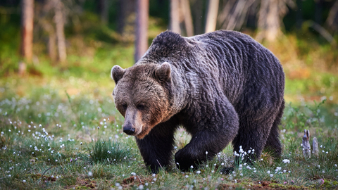 Pohyb medvěda v okrajové části Zlína potvrdily podle městské policie jeho stopy