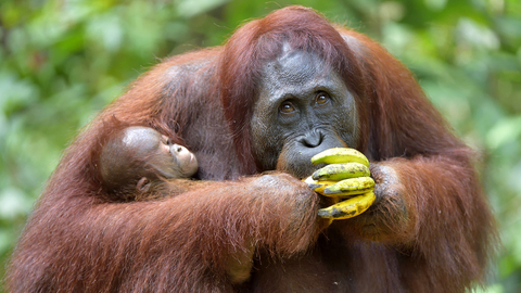 Mládě orangutana v pražské zoo je sameček, jméno bude vybráno z návrhů veřejnosti